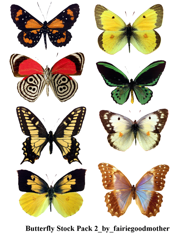 butterfly clipart photoshop - photo #40